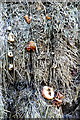 SP2547 : Fungi on the hay stack by Graham Horn