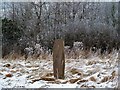 A standing stone at Newstead