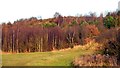 Western edge of disused colliery spoil heap near Hemingfield