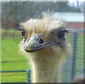 Ostrich - Whipsnade Zoo