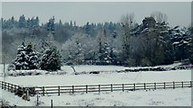 SO7119 : Snow-laden trees by Jonathan Billinger