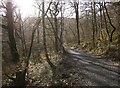 SX7878 : Path in Yarner Wood by Derek Harper