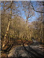 SX7878 : Path in Yarner Wood by Derek Harper