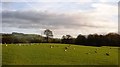 Sheep grazing near Prestbury