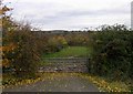 Leafy field entrance