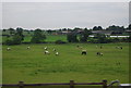 Horses grazing by the M25