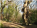 Oak with burrs