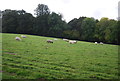 TQ6343 : Sheep grazing by N Chadwick