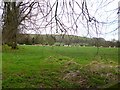 Child Okeford, sheep grazing