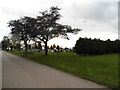 Battersea Cemetery, Morden