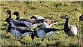J4482 : Pale-bellied geese, Helen's Bay by Albert Bridge