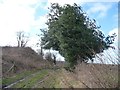 SE4643 : Wind-swept holly tree along the bridleway by Christine Johnstone