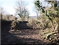 Hedge cutting on Well Lane