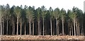 SK3395 : Pines in Greno Wood by Dave Pickersgill