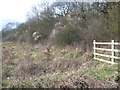 The edge of Great Crabbles Wood