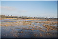 Doxey Marshes