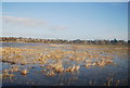 Flooding, Doxey Marshes