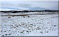 Farmland, Easter Gallovie