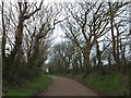 Tree-lined road at Pengelly