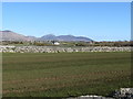 Stone-wall enclosed fields on the north side of Council Road