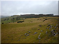 Limestone grassland above Scarside