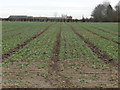 Brassicas in field 