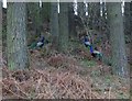 Peacocks in the wood