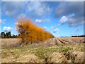 A Yellow Hedge