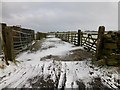 Sheep Handling Pens