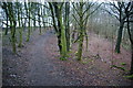 Path in Grainings Wood