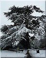 TL2601 : Snow-covered Cedar of Lebanon (Cedrus libani) by Rob Farrow