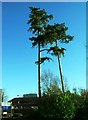 Pines, Princess Royal Hospital, Haywards Heath