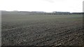 Young crop near Wellrig