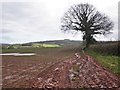 Muddy track to Golonscott Farm