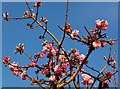 Viburnum fragrans