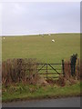 Sheep grazing east of Waunfawr