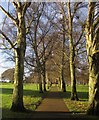 Tree-lined path, Forde Park