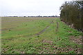 Tracks on Field near Crabtree Farm