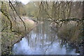 Trailing branches over the River Wey