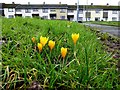 Crocuses, Gallows Hill, Omagh