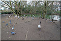 Birds at Forty Hall, Enfield