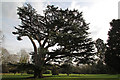 Cedar of Lebanon, Forty Hall, Enfield