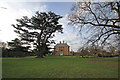 Cedar of Lebanon, Forty Hall, Enfield