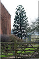 Monkey Puzzle Tree at Ide Farm