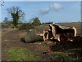 Felled tree along Langton Road