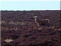 SK2677 : Red Deer stag on Big Moor by Andrew Hill