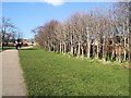 Trees at NE of Buckingham Park