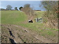 Field edge at Timberden Farm