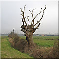 Dead Tree on Field Boundary