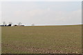 Field near Grange Farm